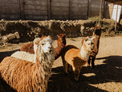 Peru